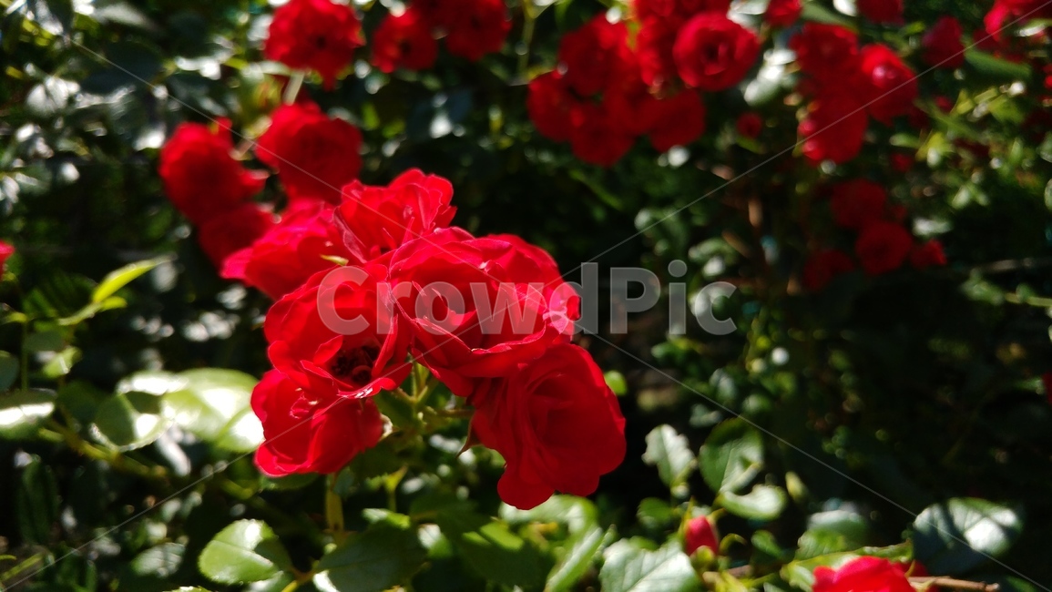 꽃,flower,식물,빨강,동백꽃,자연,들꽃,정열,붉은