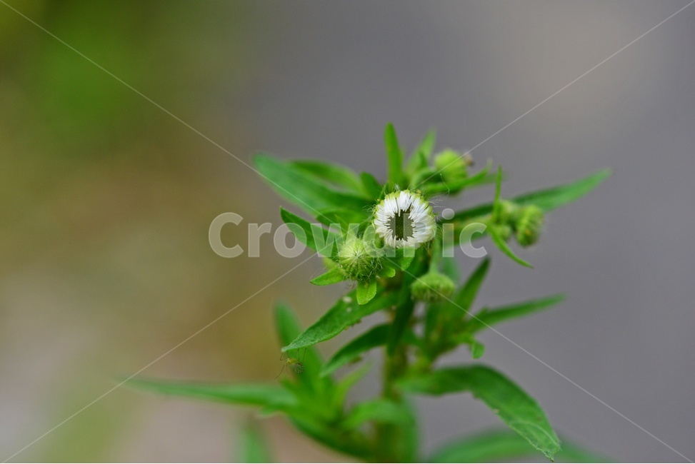 plant,식물,flower,blossom,꽃,개망초