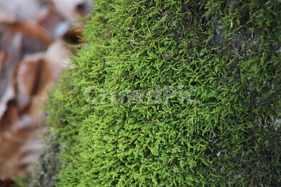 초록,이끼,식물,선태식물,moss,treemoss,climacium,나무이끼,식물,자연,plants,nature