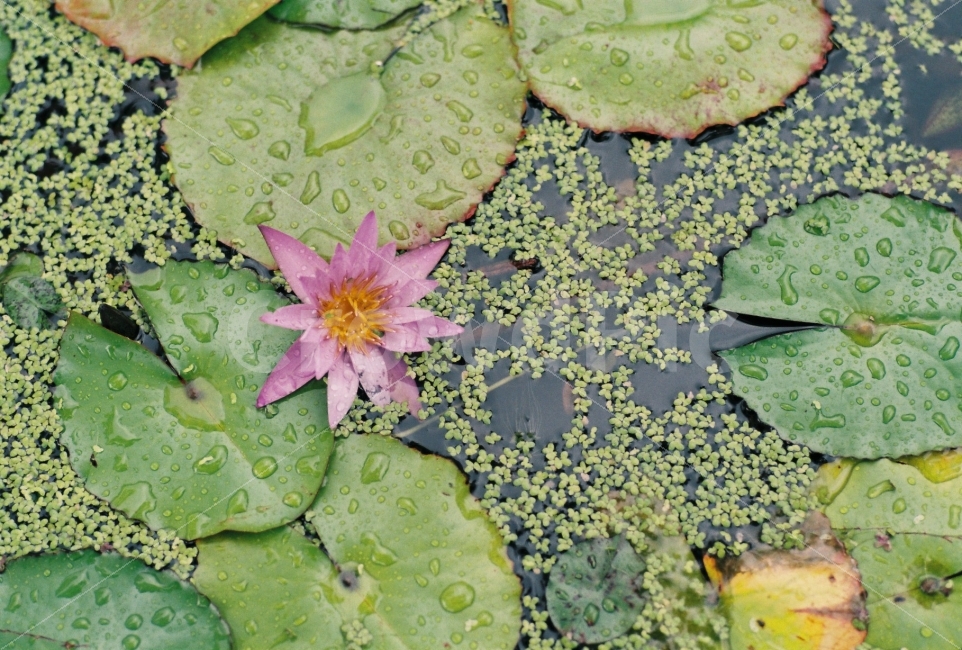 연꽃,수련,필름,꽃,자연,필름사진,식물,여름,잎,잎사귀,초록,분홍,보라,flower,floral,flora,beauty,beautiful,nature,natural,lotus,leaf,summer,plant,film,filmcamera,예쁜사진,감성사진,감성,배경화면,바탕화면,식물,자연,plants,nature,꽃,flower