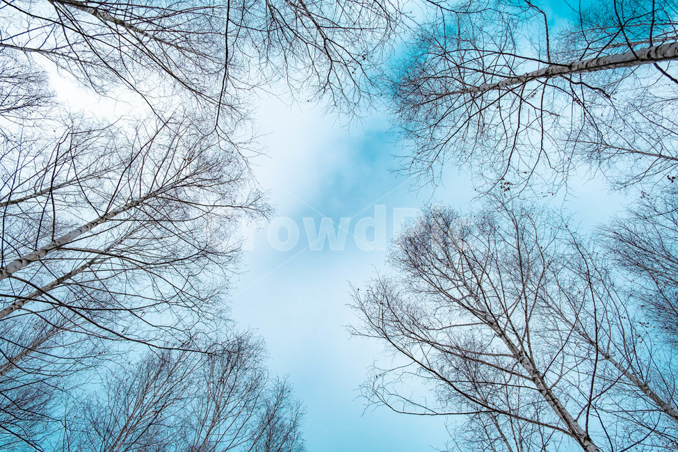 나무줄기,나무,tree,treetrunk,하늘,plant,식물,구름,자연,풍경,nature,landscape