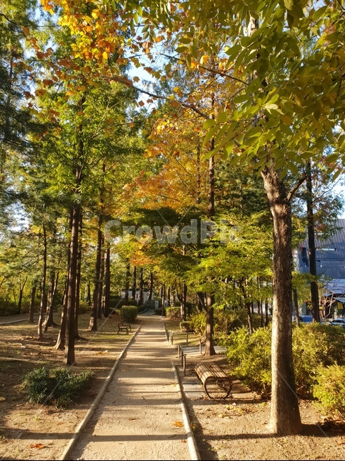 가을,숲,낙엽,햇살,힐링,자연,산책,가을,계절,fall,autumn,season,자연,풍경,nature,landscape,tree,나무,plant,식물,path,통로