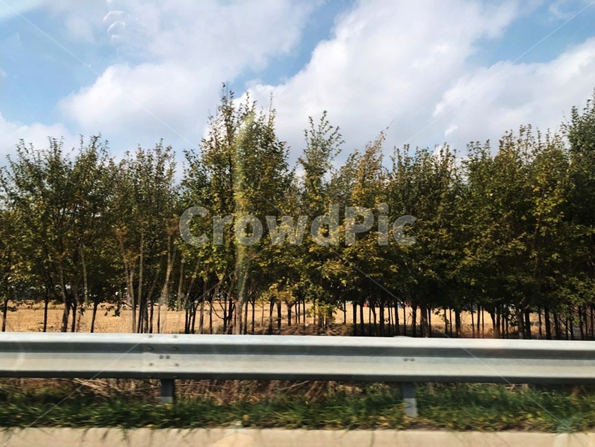 나무,하늘,구름,숲,자연,풍경,도로,시골,식물
