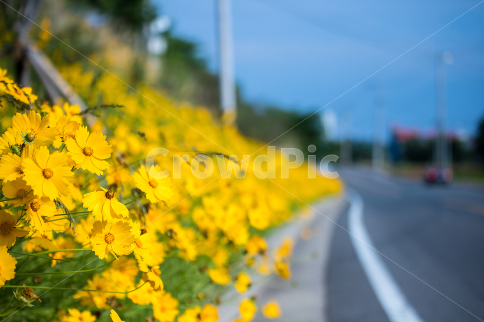 꽃,flower,노랑,코스모스,도로,식물,자연,plants,nature,꽃,flower