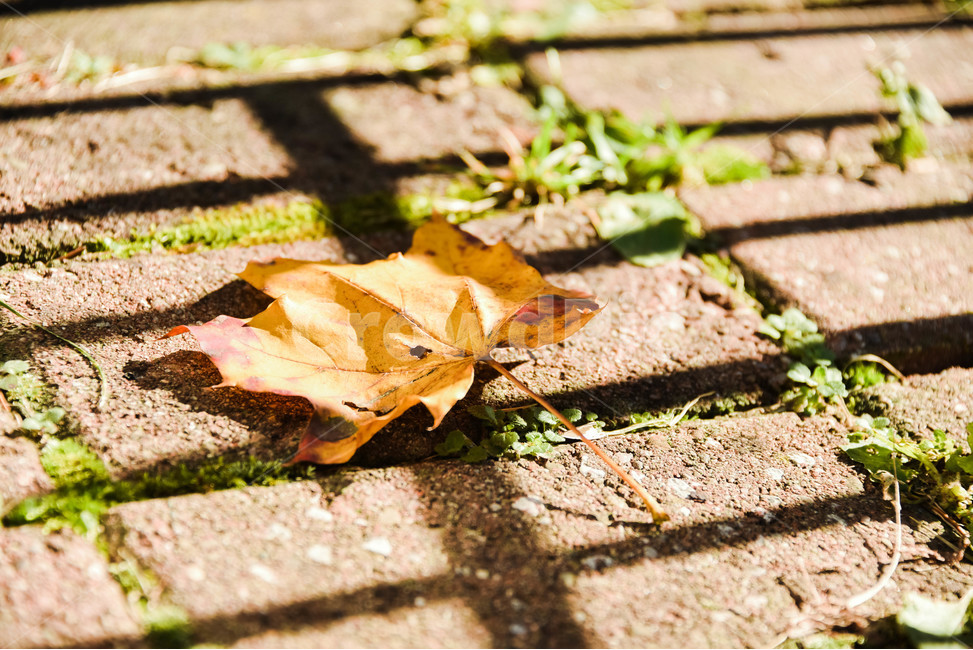 나뭇잎,잎,식물,leaf,낙엽,가을,계절,fall,autumn,season,plant,brick,벽돌,walkway,보도,path,통로