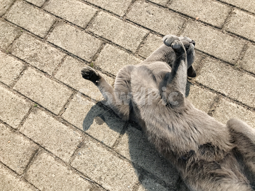 고양이,길냥,cat,러시안블루,길고양이,러블,동물,animal,포유류,mammal,고양이,cat,kitten,kitty