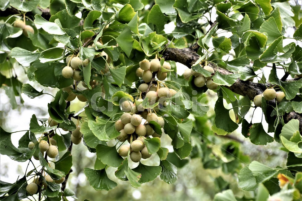 식물,자연,열매,푸르름,나뭇잎,식물,자연,plants,nature,과일,열매,fruit,비,비오는날,rain,rainy