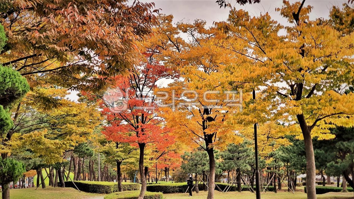 Number of parks,yellow,Maple leaf,tree trunk,deciduous tree,fallen leaves,Maple tree,season,treetrunk,park,Maple,tree,apceNaru Park,yellow leaves,leaf,landscaping tree,background,busan,maple,ground,autumn