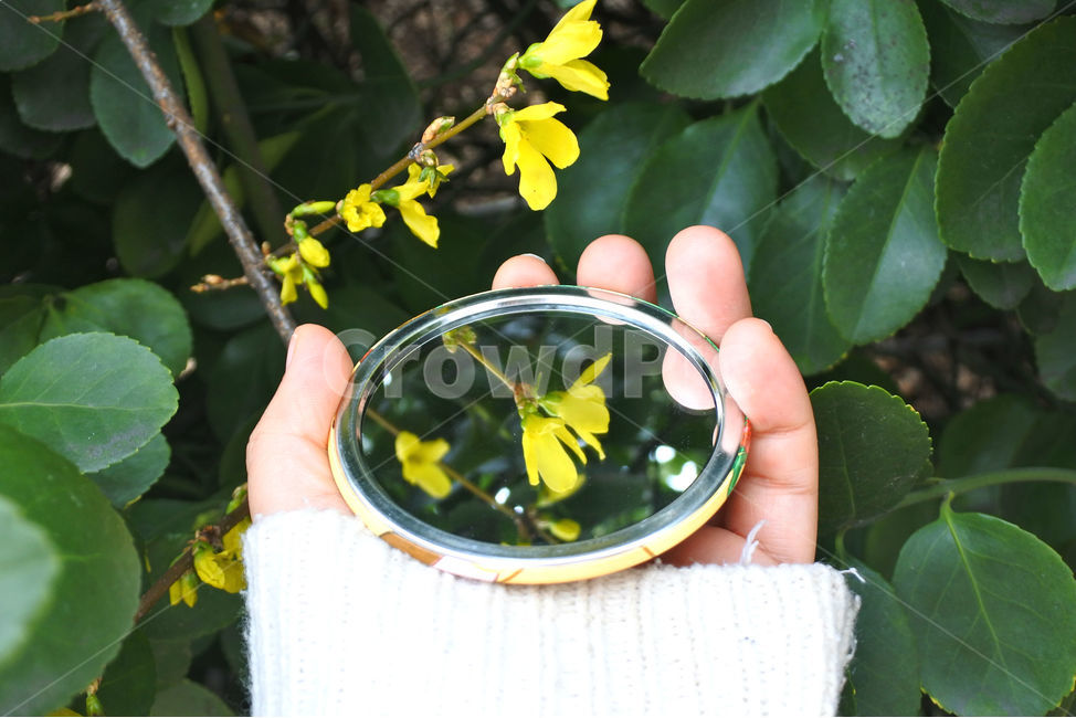 개나리,꽃,봄,손,사람,하늘,자연,spring,노랑,노란색,yellow,hand,people,손거울,거울,mirror,봄,계절,spring,season,식물,자연,plants,nature,꽃,flower,사람,인물,인간,human,person,신체일부,몸,body