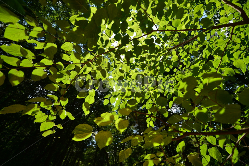 빛,나무,상쾌함,푸르른,싱그러움,파란,식물,자연,plants,nature