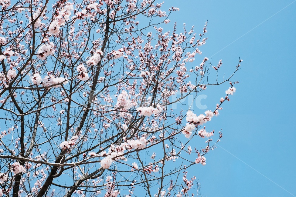 leaf,잎,plant,식물,봄,벚꽃