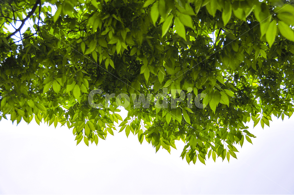나뭇잎,초록잎,초여름,초록색,잎새,잎사귀,감성,식물,자연,plants,nature