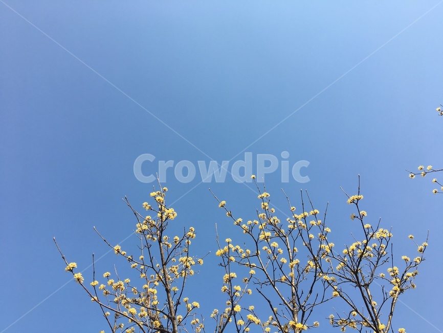 하늘,봄,꽃,산수유,flowers