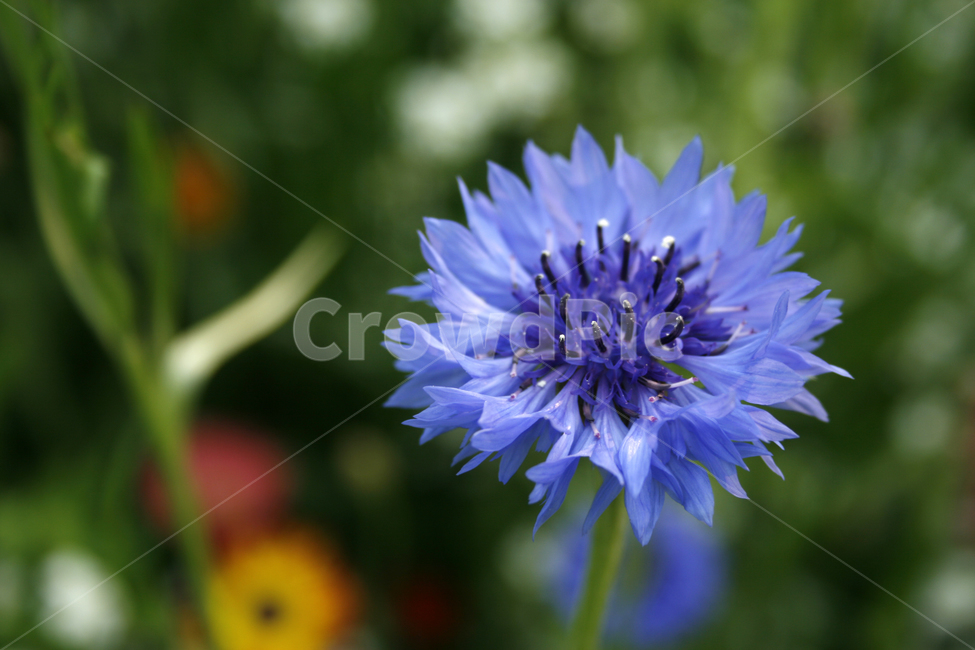 수레국화,식물,flower,plants,nature,꽃,꽃봉오리,꽃밭,식물,자연,plants,nature,꽃,flower