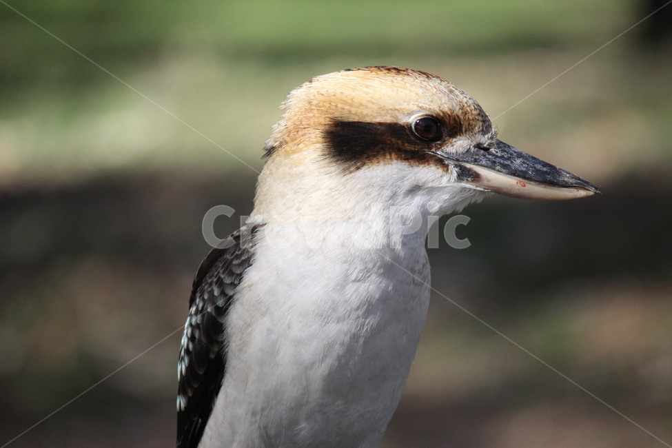새,동물,animal,bird,australia,동물,animal,조류,새,birds