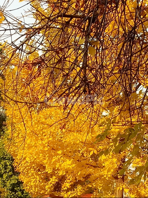 가을,단풍,낙엽,maple,plant,식물,단풍나무,단풍잎,leaf,잎,tree,나무,계절,fallautumnseason,가을단풍,자연,풍경,경치,가을,계절,fall,autumn,season,식물,자연,plants,nature,나무,trees,wood