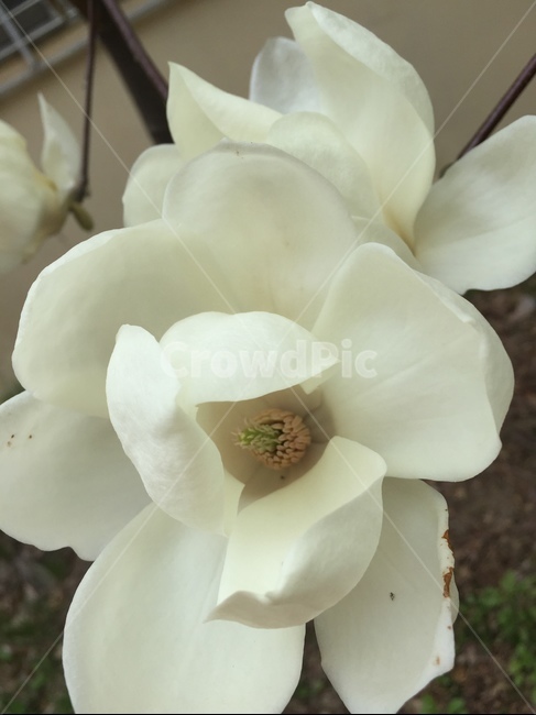 꽃,백합,자연,하얀백합,플라워,봄,계절,spring,season,식물,자연,plants,nature,꽃,flower,plant,blossom,rose,장미