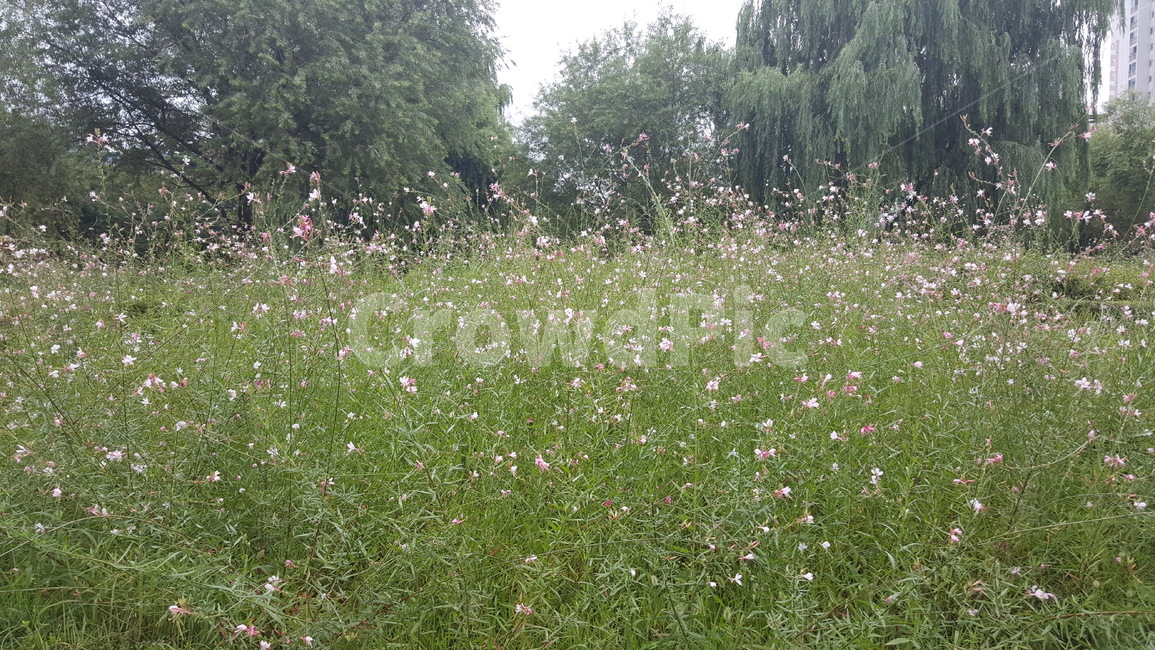 꽃,꽃밭,코스모스,나무,풀,야외,식물,식물,자연,plants,nature,꽃,flower