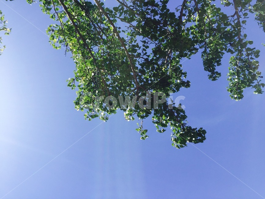 나무,하늘,빛,햇빛,나뭇잎,녹색,청량,계절,tree,sky,sunshine,green,자연,풍경,nature,landscape,plant,식물