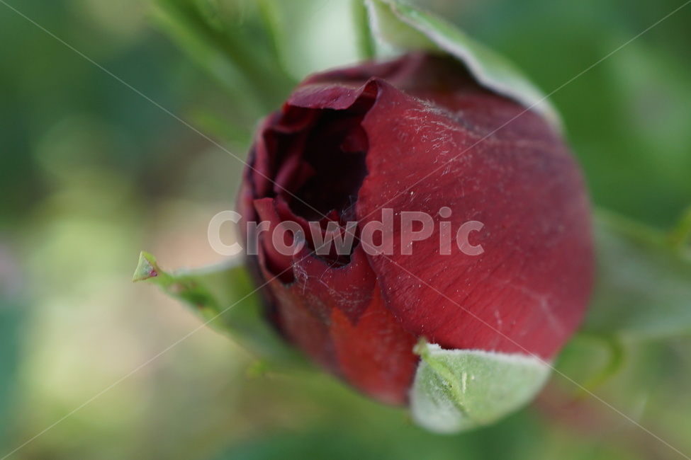 rose,장미,꽃,flower,식물