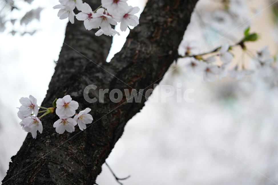 꽃,벚꽃,봄,계절,플라워,화이트,흰색,하얀색,생물,감성,느낌,식물,flower,spring,white,봄,계절,spring,season,식물,자연,plants,nature,꽃,flower,plant,blossom,cherry blossom