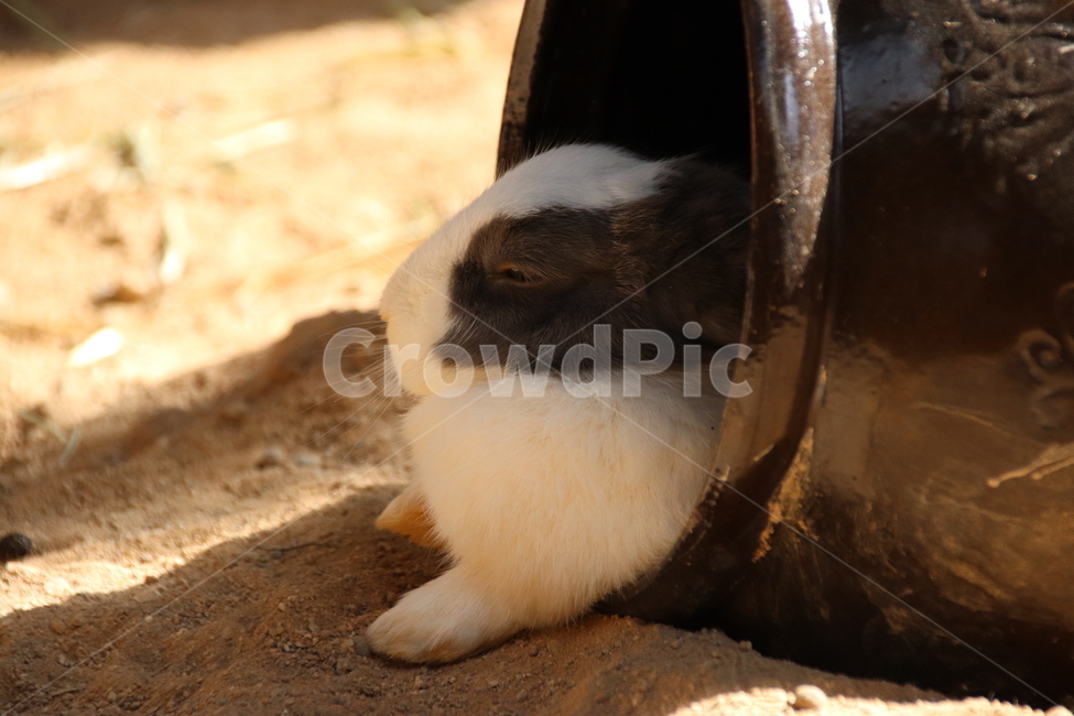 토끼,귀여움,동물,순함,자연,동물,animal,포유류,mammal