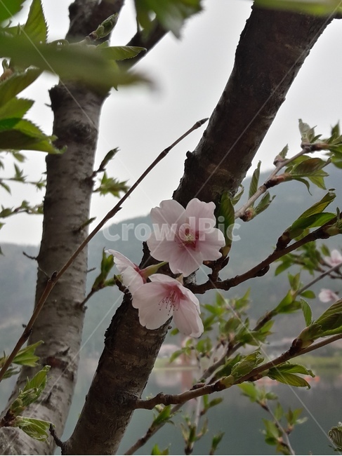 꽃,봄꽃,식물,flower,봄,spring