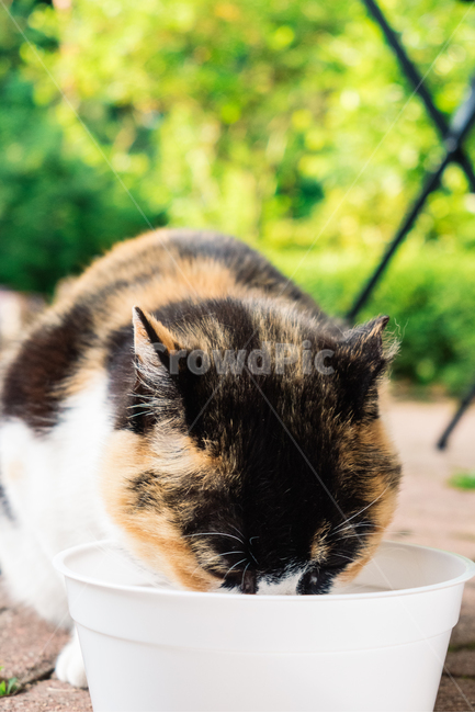 고양이,캣,냥냥이,길고양이,삼색이,치즈냥,냥,cat,동물,동물,animal,포유류,mammal,고양이,cat,kitten,kitty