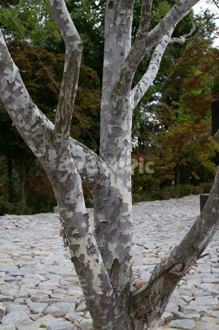 백송,tree,나무,plant,식물,treetrunk,나무줄기,나무,trees,wood