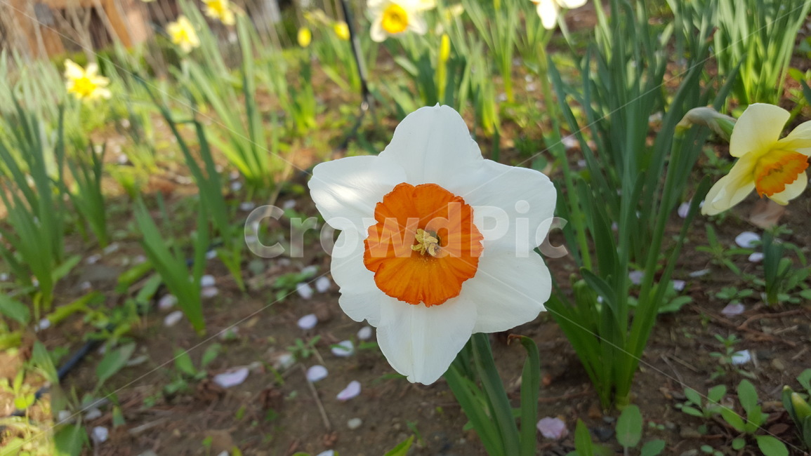 자연,식물,꽃,싱그러운,힐링,초록이,주황색,화이트,숲,식물,자연,plants,nature,꽃,flower