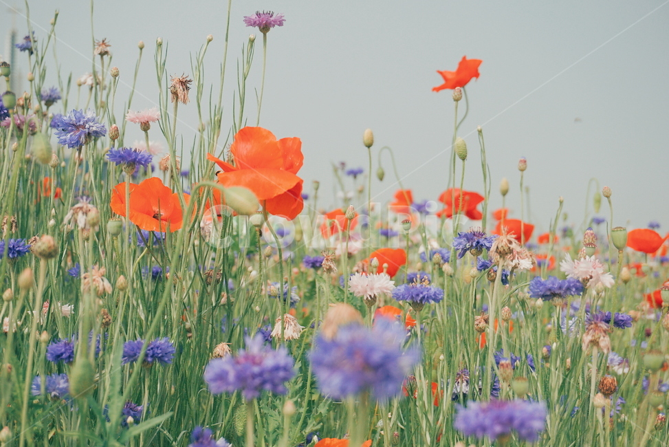 봄꽃,양귀비,울산,울산태화강,봄꽃축제,꽃,수레국화,자연,식물,자연,plants,nature,꽃,flower
