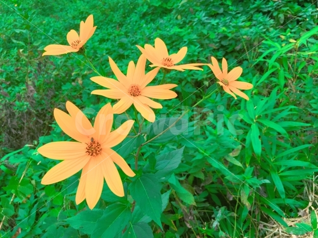 꽃,flower,돼지감자,돼지감자꽃,예쁜꽃,flowers,식물,자연,plants,nature,꽃,flower