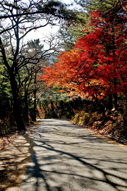 단풍,가을,청계사,의왕시,낙엽,계절,도로,단풍나무,가을,계절,fall,autumn,season,tree,나무,plant,식물,leaf,잎,maple
