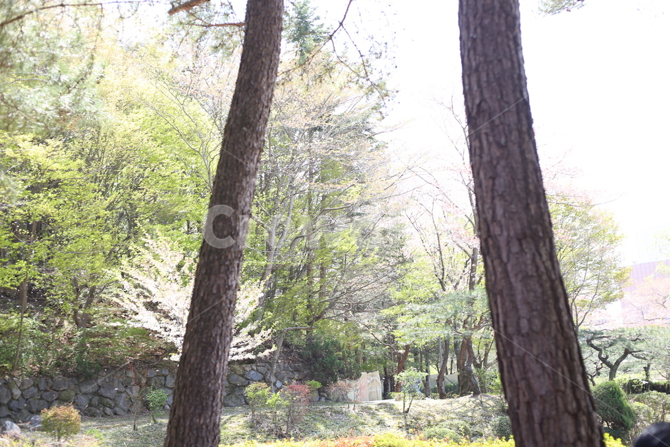 도심,공원,휴식,정원,숲,소나무,나무,따뜻함,새싹,봄,자연,풍경,nature,landscape,식물,plants,나무,trees,wood,tree,plant,tree trunk,나무 줄기