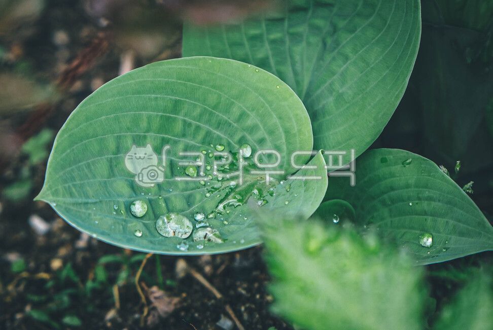 꽃,꽃물방울,잎물방울,물방울,잎,식물,작은물방울,식물,자연,plants,nature