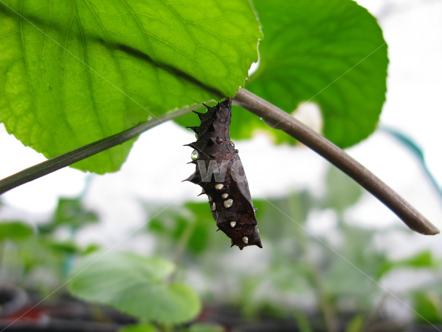 번데기,나비,식물,나비번데기,우화,곤충,곤충,벌레,insect,bug