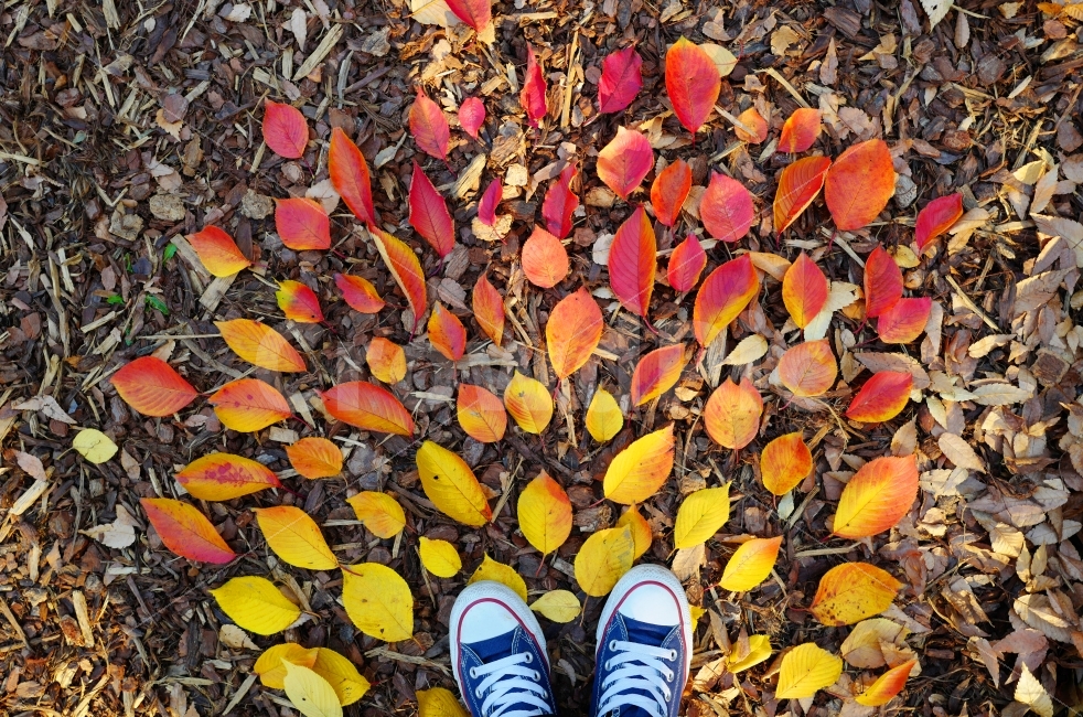 낙엽,신발,가을,단풍,나뭇잎,알록달록,가을,계절,fall,autumn,season,사람,인물,인간,human,person,신체일부,몸,body,연출,컨셉,콘셉,direction,concept