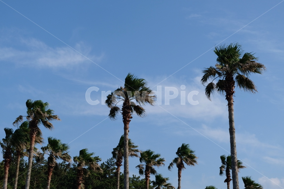 제주도,야자수,노을,하늘,나무,제주도야자수,구름,바람,식물,자연,plants,nature,나무,trees,wood