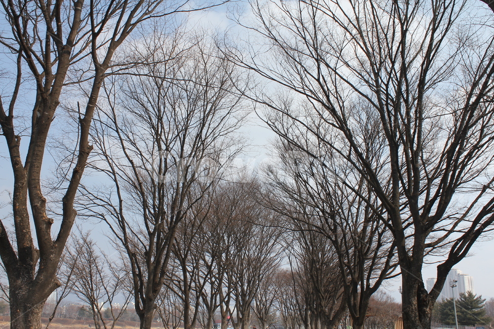나무,하늘,자연,풍경,구름,겨울,계절,winter,season,식물,자연,plants,nature,나무,trees,wood