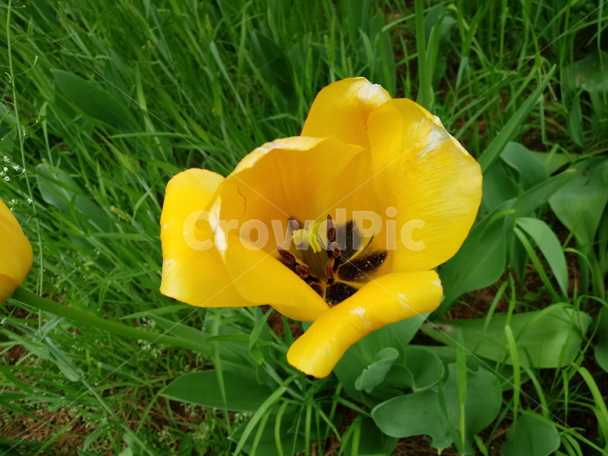 tulip,백합과,구근초,여러해살이화초,꽃,튤립,빨강색,봄,식물,자연,springseasonflower
