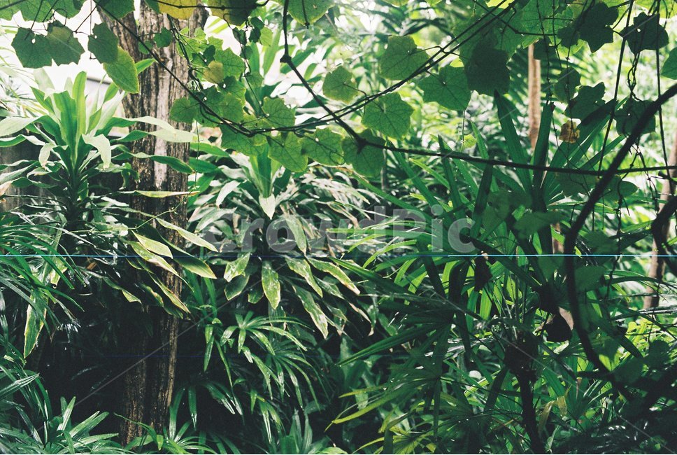 방콕,식물,동남아,우거진,초록,푸른,무성한,필름사진,식물,자연,plants,nature,감성,sensible,feeling