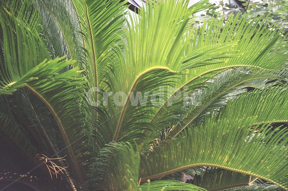 plant,식물,나무,잎,이파리,뿌리,식물,자연,plants,nature