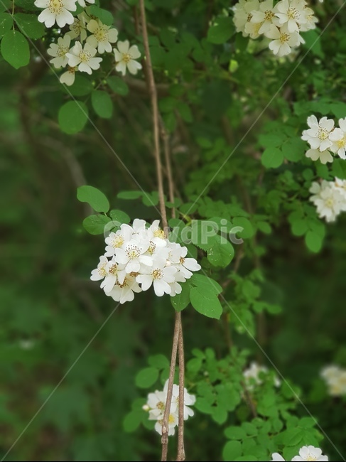 찔레꽃,꽃,식물,봄,자연