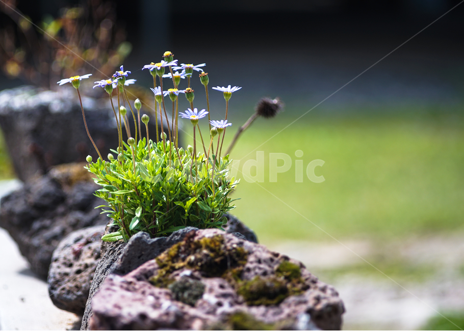 야생화,봄꽃,돌담,현무암,돌화분,식물,자연,plants,nature,꽃,flower