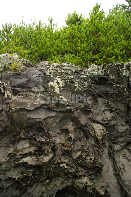 제주,바위,현무암,식물,나무,자연,풍경,nature,landscape,제주도,jeju,jeju island,outdoors,옥외,cliff,낭떠러지,rock,록