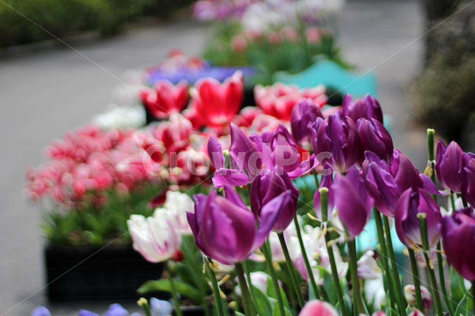 튤립,tulip,blossom,자연,nature,plant