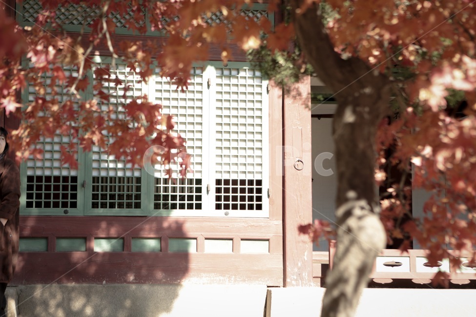 궁,덕수궁,단풍,가을,빨간단풍,자연,풍경,감성,감성사진,가을,계절,fall,autumn,season,한국전통,한국문화,korean traditional,korean culture,건축물,건물외관,exterior,building,structure,architecture,construction,leaf,잎,plant,식물,tree,나무
