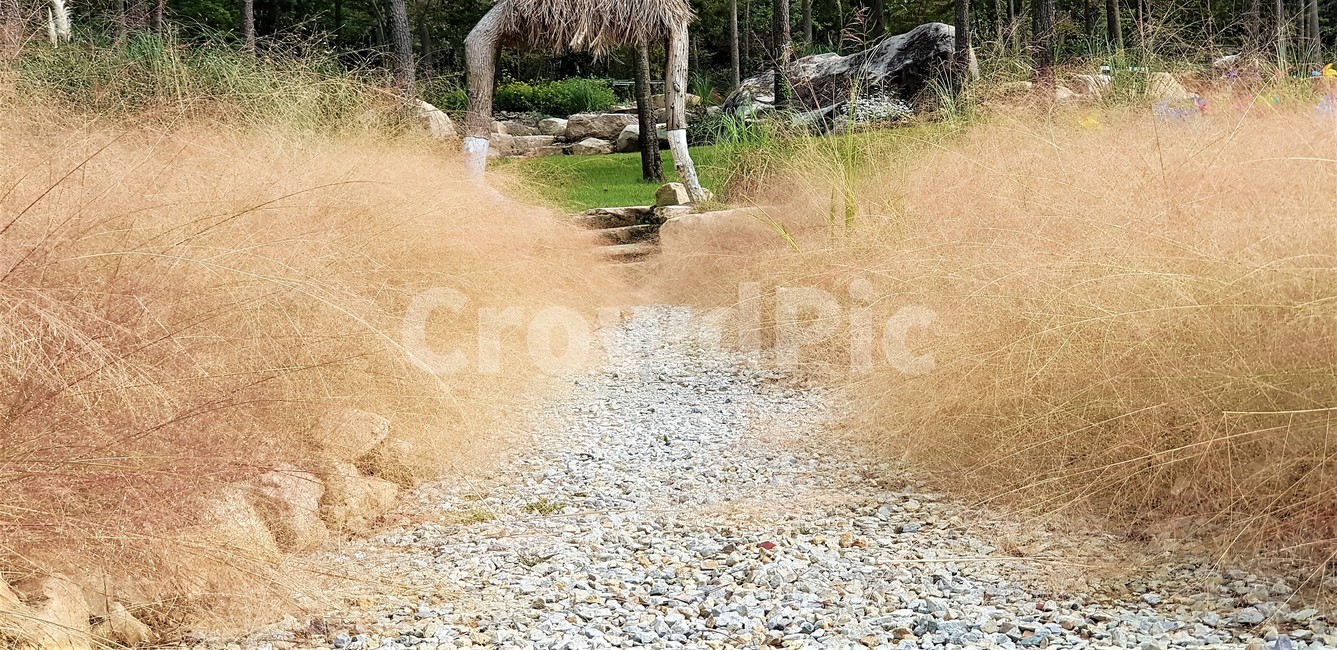 가을,퍼플뮬리,나무,자연,식물,초록색,trees,green,풍경,자연풍경,nature,돌맹이,가을,계절,fall,autumn,season,자연,풍경,nature,landscape,gravel,자갈,road,도로,dirt road,흙길