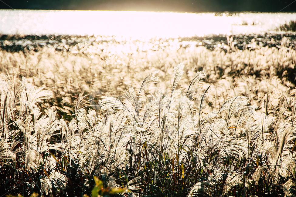 갈대,식물,grass,가을,노을