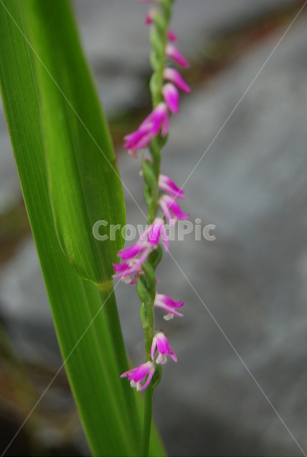 백암산,봄,자연,휴양림,울진,식물,자연,plants,nature,꽃,flower